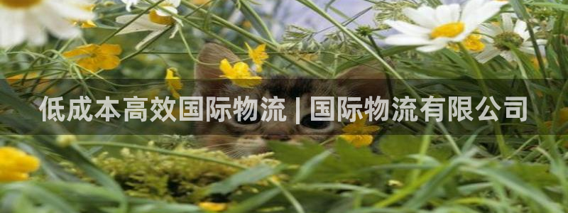 28圈黑款