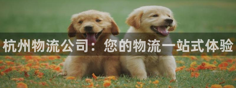 28圈注册与教程：杭州物流公司：您的