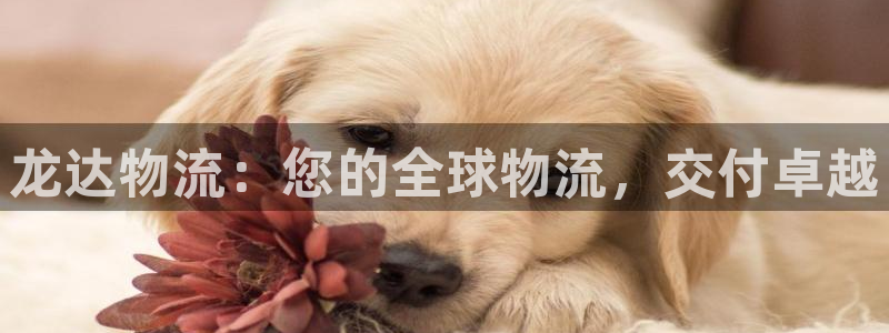 28圈加拿大是什么意思：龙达物流：您